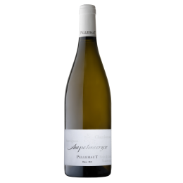 Ampelomeryx 2023 Blanc